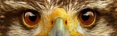 eagleglass