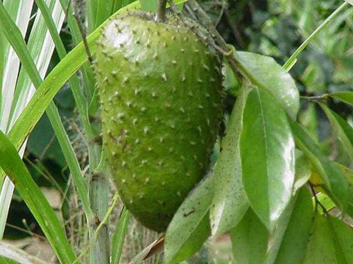 123411182 3279085 Gyanabana 1
