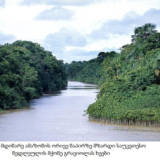amazon jungles