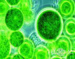 Chlorophyl