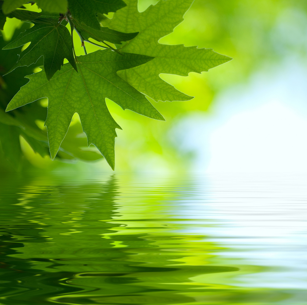 green leaves reflected in water