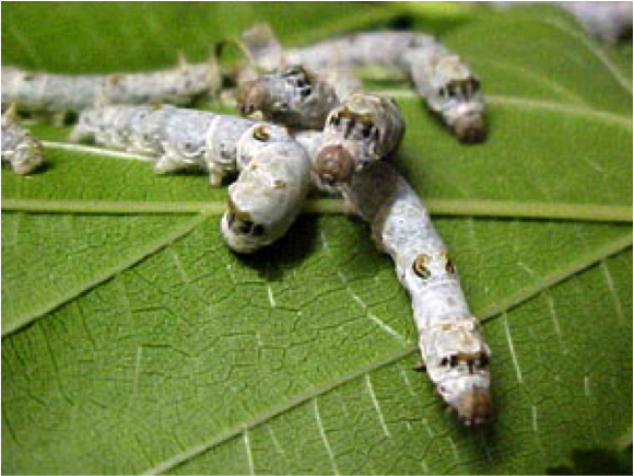 serapeptaza